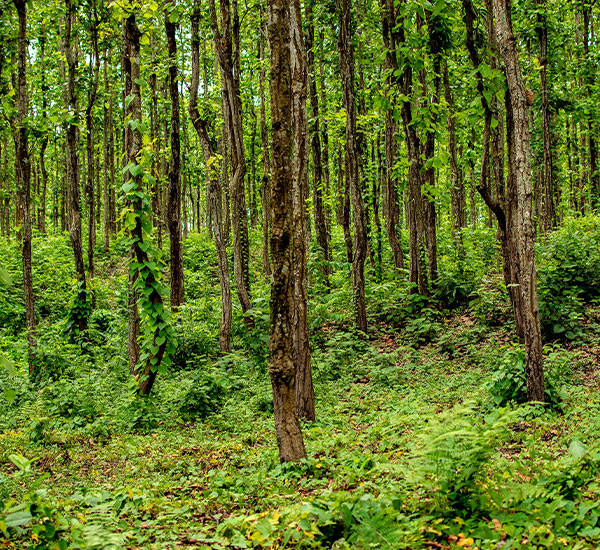 Dooars Lataguri Gorumara Tour Plan for 5 Days