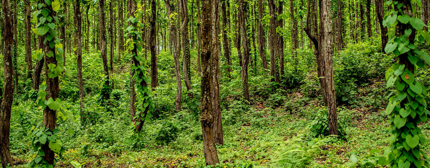 Dooars Lataguri Gorumara Tour Plan for 5 Days