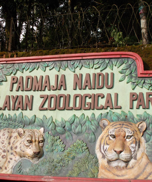 Padmaja Naidu Zoological Park