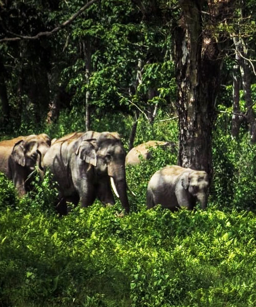 Gorumara National Park