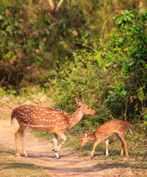 Chitwan National Park