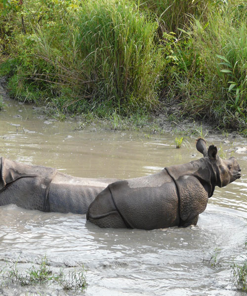 Jaldapara Wildlife Sanctuary